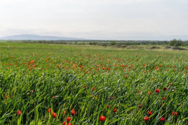 Arka planda açık mavi gökyüzü olan kırmızı bir çiçek tarlası. Tarla yemyeşil ve yemyeşil, ve çiçekler tarlaya saçılmış.