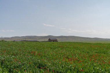 Uzakta küçük bir evi olan kırmızı bir çiçek tarlası. Gökyüzü açık ve güneş parlıyor.