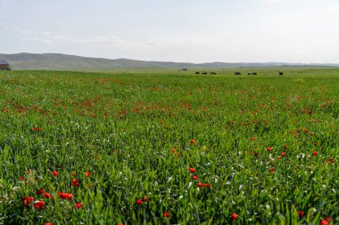 Arka planda birkaç ineğin otladığı kırmızı bir çiçek tarlası.