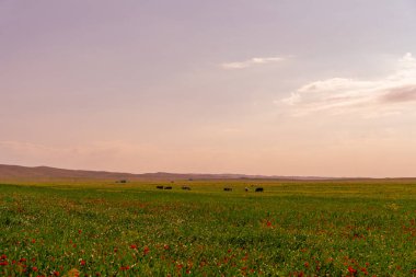 İçinde birkaç ineğin otladığı bir çim tarlası. Gökyüzü birkaç bulutla açık mavi bir renktir.