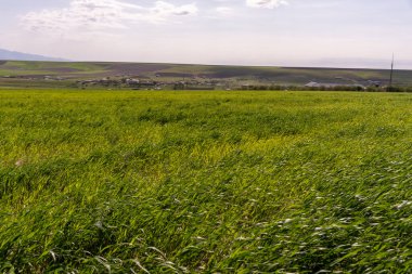 Arka planda birkaç ağaç olan bir çim tarlası. Otlar uzun ve gökyüzü bulutlu.