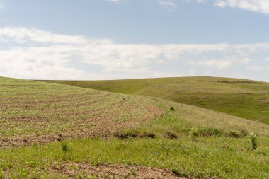 Arka planda birkaç ağaç olan bir çim tarlası. Gökyüzü açık ve güneş parlıyor.