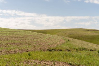 Arka planda birkaç ağaç olan bir çim tarlası. Gökyüzü açık ve güneş parlıyor.