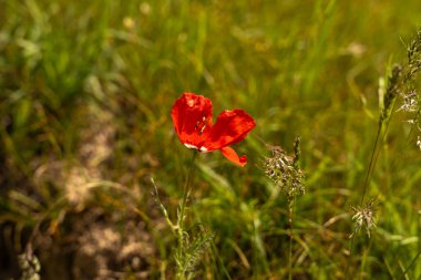 Çimenlerde kırmızı bir çiçek var.