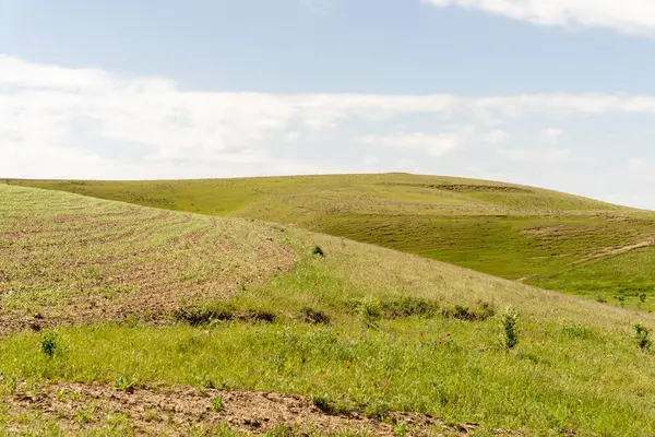Arka planda tepe olan bir çim tarlası. Gökyüzü açık ve güneş parlıyor.