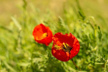 İki kırmızı çiçek yeşil çimen tarlasında. Çiçekler tamamen çiçek açmış ve ilgi odağı olmuş.