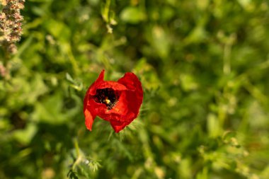 İki kırmızı çiçek yeşil çimenlikte.