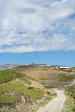 Üzerinde inekler otlayan bir yol. İnekler yol boyunca dağılmış, bazıları ön plana daha yakın ve diğerleri daha geri. Yol yemyeşil bir yamaçla çevrili.
