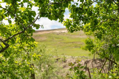Arkasında tepe olan yemyeşil bir tarla. Ağaçlar yapraklarla dolu ve gökyüzü temiz.
