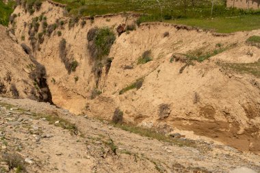 İki kırmızı çiçek yeşil çimenlikte.