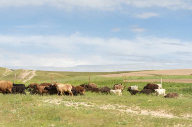 Bir koyun sürüsü bir tarlada otluyor. Gökyüzü mavi ve bazı bulutlar var.