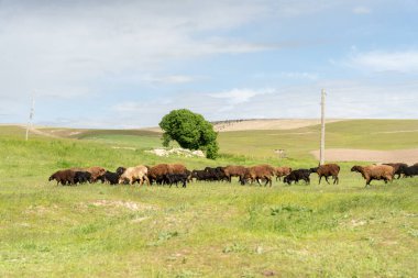 Bir koyun sürüsü bir tarlada otluyor. Koyunlar tarlanın her tarafına dağılmış, bazıları kameraya daha yakın, bazıları ise daha uzaktadır. Gökyüzü açık ve çimenler yemyeşil