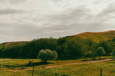 Arka planda birkaç ağaç olan yeşil bir çim tarlası. Gökyüzü bulutlu ve güneş parlamıyor.