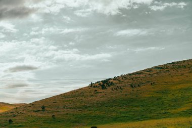 Otların üzerinde otlayan inek sürüsü olan bir yamaç. Gökyüzü bulutlu ve güneş parlak değil.