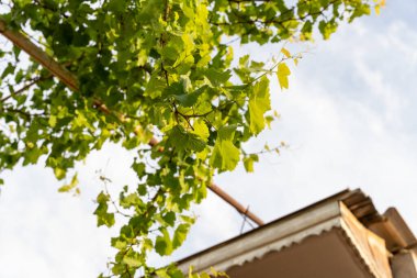 Yeşil yapraklı bir ağaç binanın önündedir.