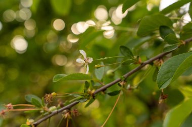 Beyaz bir çiçek bir ağacın dalında. Çiçek yeşil yapraklarla çevrilidir. Resmin huzurlu ve huzurlu bir havası var.