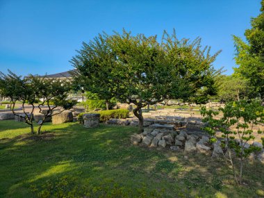 Çok yapraklı bir ağaç bir parktadır. Gökyüzü mavi ve hiç bulut yok.