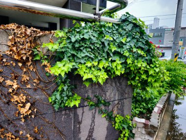 Sarmaşık ve yapraklarla kaplı bir duvar.