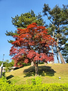 Kırmızı yapraklı bir ağaç bir tepenin önündedir. Ağaç çimenler ve çalılarla çevrilidir. Gökyüzü açık ve mavi