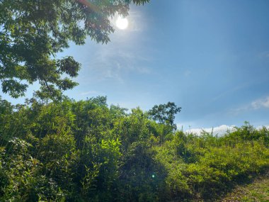 Berrak mavi gökyüzü olan yemyeşil bir yamaç. Güneş ışıl ışıl parlıyor, ağaçlar ve bitkiler üzerine sıcak bir parıltı saçıyor. Huzurlu ve huzurlu bir sahne.