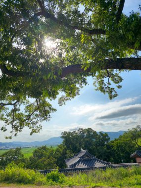 Arka planda evi olan bir ağaç. Ev küçük ve çatısı var. Ağaç yapraklarla dolu ve güneş onun üzerinde parlıyor.