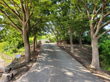 Her iki tarafında ağaçlar olan bir patika.