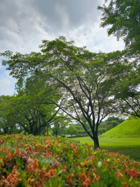 Birkaç ağaç ve bir çiçek tarlası olan bir park. Gökyüzü bulutlu ve güneş parlamıyor.