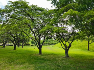 Birkaç ağaç ve çimenlik bir arazisi olan bir park. Ağaçlar yeşil ve çimenler gür.