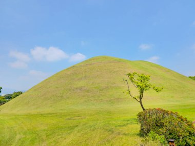 Çimlerle kaplı bir tepe ve ortasında bir ağaç. Tepe çok yeşil ve gökyüzü mavi.