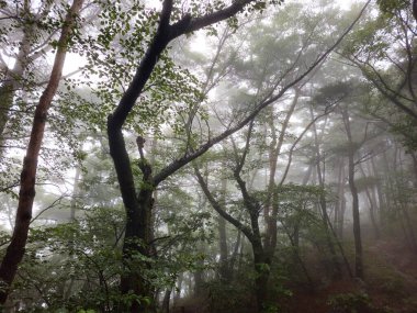 Sisli ağaçları ve sisli bir atmosferi olan bir orman. Ağaçlar uzun ve yapraklı. Huzurlu ve huzurlu bir ortam yaratıyorlar.