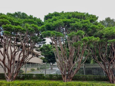 Üç ağaç bir çitin yanında dizilmiş. Ağaçlar yeşil ve kahverengi kabukları var.