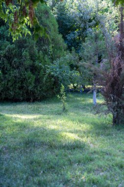 Arka planda ağaç olan çimenlik bir alan. Çimler yeşil ve ağaç çıplak.