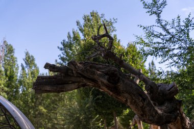 Bir yolun üzerinde bir ağaç dalı asılı. Gökyüzü mavi ve ağaçlar yeşil