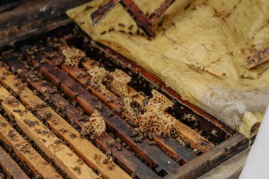 Üzerinde bal peteği çerçeveleri ve sarı bir bez olan ahşap bir kutu. Bal peteği çerçeveleri bal ve arılarla dolu.