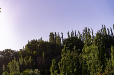 Üzerinde açık mavi gökyüzü olan yemyeşil bir orman. Ağaçlar uzun ve yapraklı. Huzurlu ve huzurlu bir atmosfer yaratıyorlar.