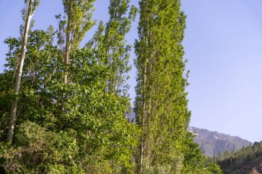 Uzun ağaçlar ve açık mavi gökyüzü olan bir orman.