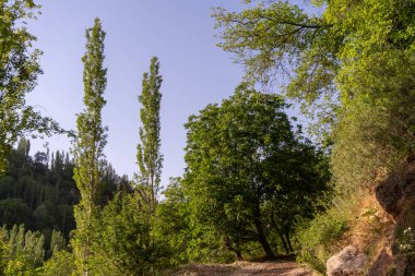 Ağaçları ve açık mavi gökyüzü olan bir orman. Gökyüzü çok parlak ve ağaçlar uzun.