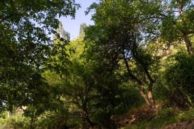 Ağaçları ve açık mavi gökyüzü olan bir orman.