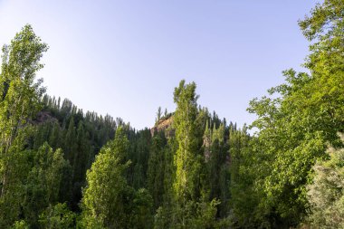Üzerinde açık mavi gökyüzü olan yemyeşil bir orman. Ağaçlar uzun ve yapraklı. Huzurlu ve huzurlu bir atmosfer yaratıyorlar.