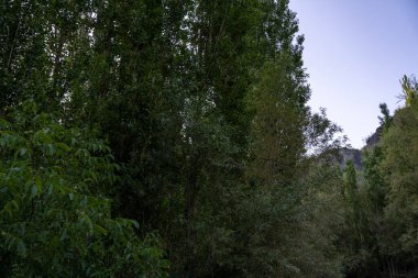 Arkasında dağ olan bir orman. Ağaçlar yeşil ve gökyüzü mavi.