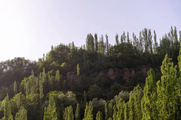 Üzerinde açık mavi gökyüzü olan yemyeşil bir orman. Ağaçlar uzun ve yapraklı. Huzurlu ve huzurlu bir atmosfer yaratıyorlar.