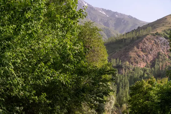 Önünde orman olan bir dağ sırası. Ağaçlar yeşil ve gökyüzü mavi.