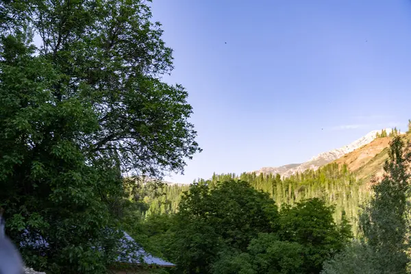 Açık mavi gökyüzü ve ağaçları olan bir dağ sırası.