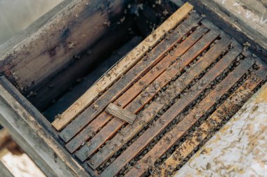 Tahta bir kutu, bir sürü ağaç ve arı.