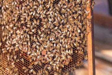 Büyük bir arı grubu ahşap bir yüzey üzerinde toplanır. Arılar meşgul ve birlikte çalışıyor gibi görünüyorlar. Toplum kavramı ve arılar arasındaki işbirliği