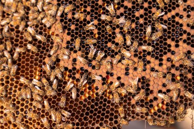 Bir bal peteğinin etrafında bir arı kümesi toplanır. Arılar çiçeklerden nektar ve polen toplamakla meşguller.