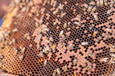 Üzerinde bir sürü arı olan bir bal peteğinin yakın çekimi. Arılar meşgul ve görünüşe göre birlikte çalışıyorlar.