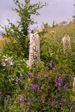 Ortasında uzun beyaz bir çiçek olan bir çiçek tarlası. Çiçekler mor ve sarı.