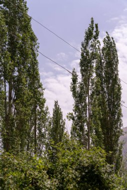 İçlerinde kablo olan bir grup ağaç. Gökyüzü mavi ve ağaçlar yeşil
