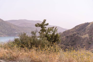 Arka planda bir su kütlesi olan bir tarlada bir ağaç büyüyor. Sahne huzurlu ve sakin, ağaçlar sükunet ve sükunet hissi veriyor.